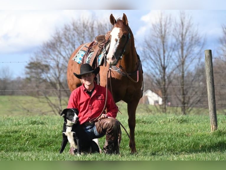 American Quarter Horse Castrone 8 Anni 155 cm Sauro scuro in Jackson OH