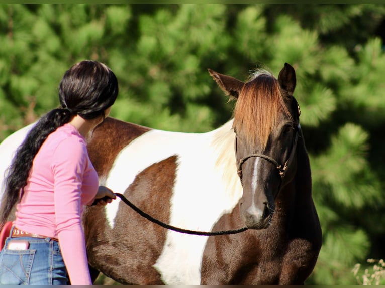 American Quarter Horse Castrone 8 Anni 155 cm Tobiano-tutti i colori in Canton TX