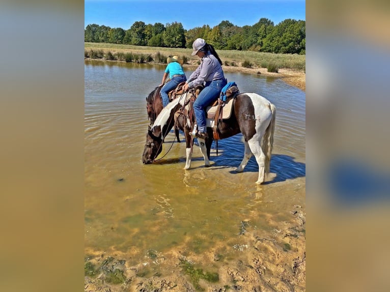American Quarter Horse Castrone 8 Anni 155 cm Tobiano-tutti i colori in Canton TX