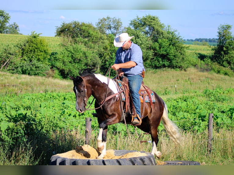 American Quarter Horse Castrone 8 Anni 155 cm Tobiano-tutti i colori in Charlotte IA