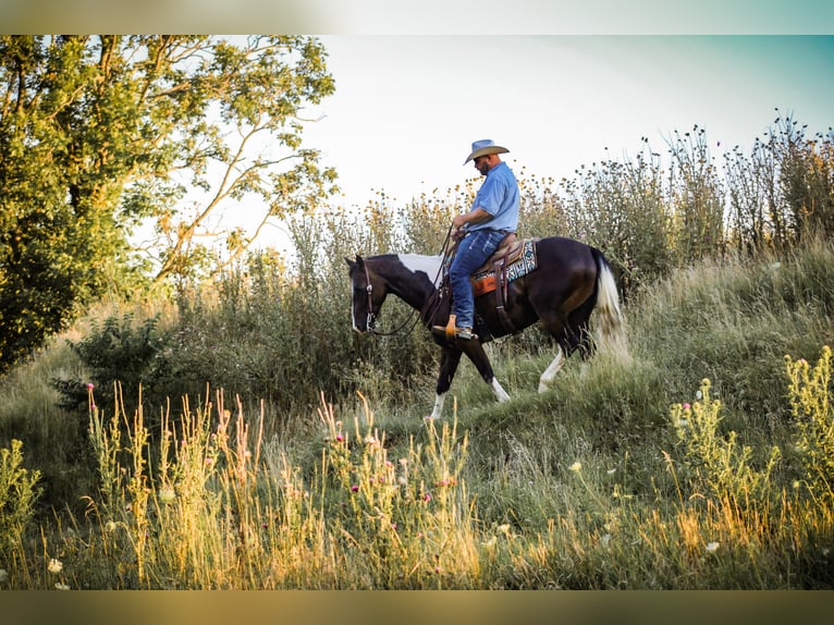 American Quarter Horse Castrone 8 Anni 155 cm Tobiano-tutti i colori in Charlotte IA