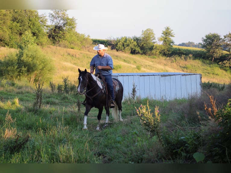 American Quarter Horse Castrone 8 Anni 155 cm Tobiano-tutti i colori in Charlotte IA