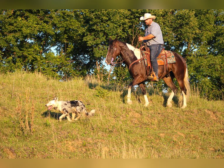 American Quarter Horse Castrone 8 Anni 155 cm Tobiano-tutti i colori in Charlotte IA