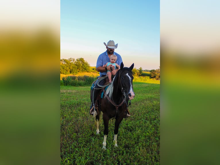 American Quarter Horse Castrone 8 Anni 155 cm Tobiano-tutti i colori in Charlotte IA