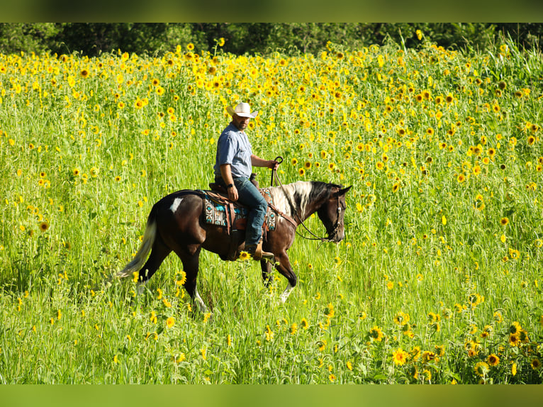 American Quarter Horse Castrone 8 Anni 155 cm Tobiano-tutti i colori in Charlotte IA