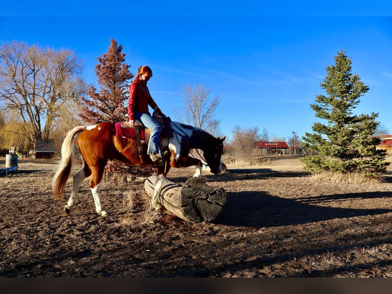 American Quarter Horse Castrone 8 Anni 155 cm Tobiano-tutti i colori in Fort Collins CO