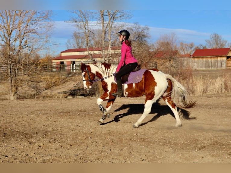 American Quarter Horse Castrone 8 Anni 155 cm Tobiano-tutti i colori in Fort Collins CO