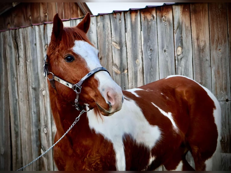 American Quarter Horse Castrone 8 Anni 155 cm Tobiano-tutti i colori in Fort Collins CO