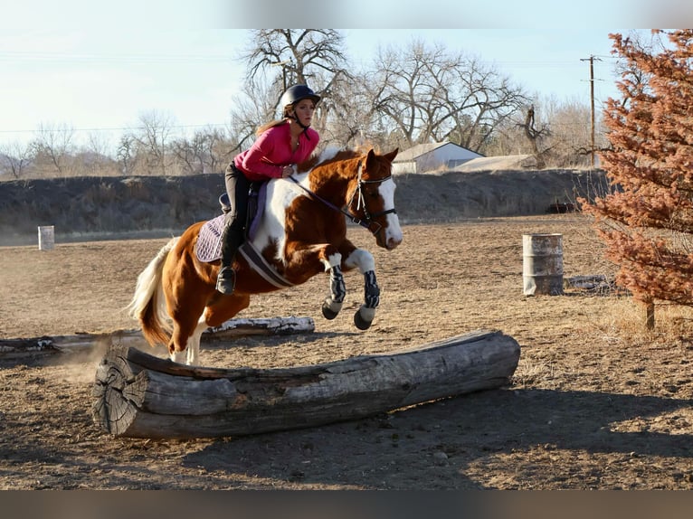 American Quarter Horse Castrone 8 Anni 155 cm Tobiano-tutti i colori in Fort Collins CO