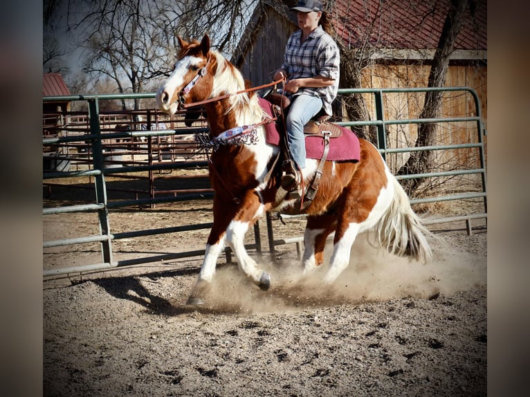 American Quarter Horse Castrone 8 Anni 155 cm Tobiano-tutti i colori in Fort Collins CO