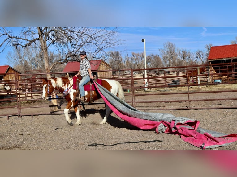 American Quarter Horse Castrone 8 Anni 155 cm Tobiano-tutti i colori in Fort Collins CO