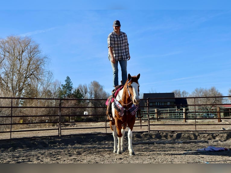 American Quarter Horse Castrone 8 Anni 155 cm Tobiano-tutti i colori in Fort Collins CO