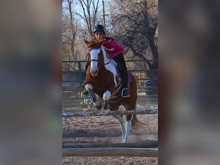 American Quarter Horse Castrone 8 Anni 155 cm Tobiano-tutti i colori in Fort Collins CO