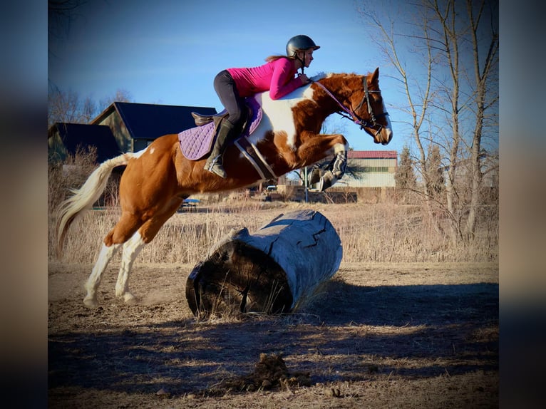 American Quarter Horse Castrone 8 Anni 155 cm Tobiano-tutti i colori in Fort Collins CO