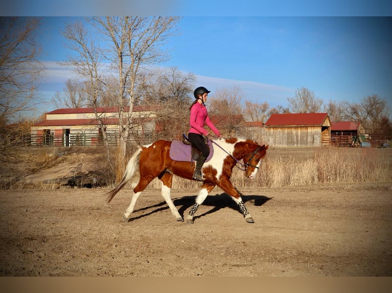 American Quarter Horse Castrone 8 Anni 155 cm Tobiano-tutti i colori in Fort Collins CO