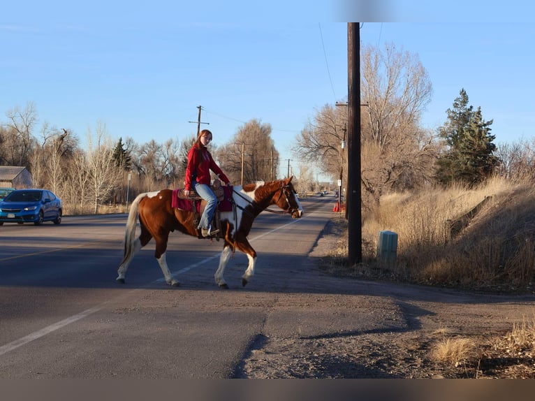 American Quarter Horse Castrone 8 Anni 155 cm Tobiano-tutti i colori in Fort Collins CO