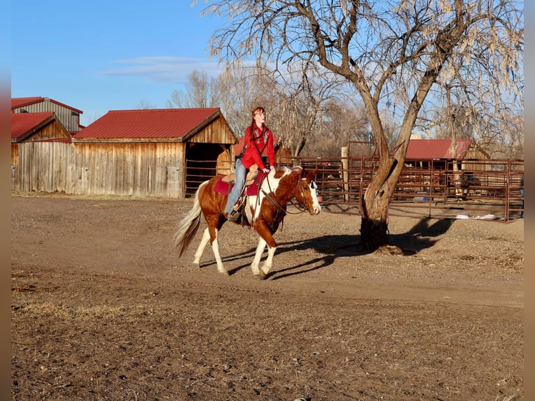 American Quarter Horse Castrone 8 Anni 155 cm Tobiano-tutti i colori in Fort Collins CO