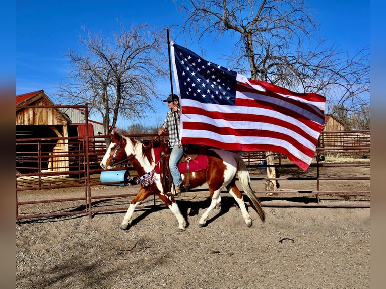 American Quarter Horse Castrone 8 Anni 155 cm Tobiano-tutti i colori in Fort Collins CO