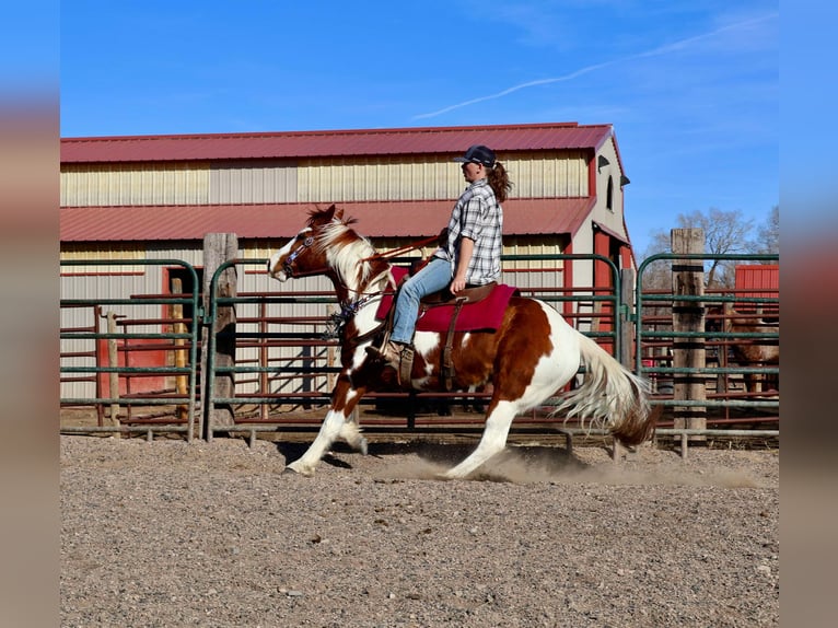 American Quarter Horse Castrone 8 Anni 155 cm Tobiano-tutti i colori in Fort Collins CO