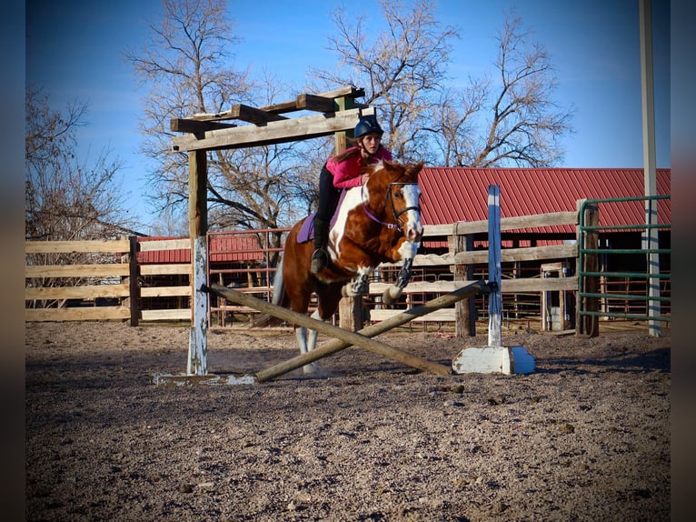 American Quarter Horse Castrone 8 Anni 155 cm Tobiano-tutti i colori in Fort Collins CO