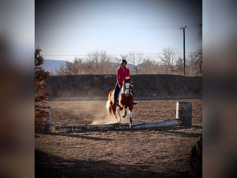 American Quarter Horse Castrone 8 Anni 155 cm Tobiano-tutti i colori in Fort Collins CO