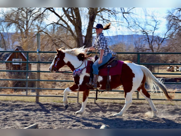 American Quarter Horse Castrone 8 Anni 155 cm Tobiano-tutti i colori in Fort Collins CO