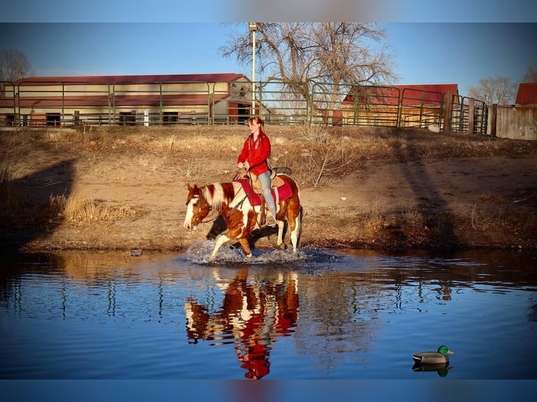 American Quarter Horse Castrone 8 Anni 155 cm Tobiano-tutti i colori in Fort Collins CO