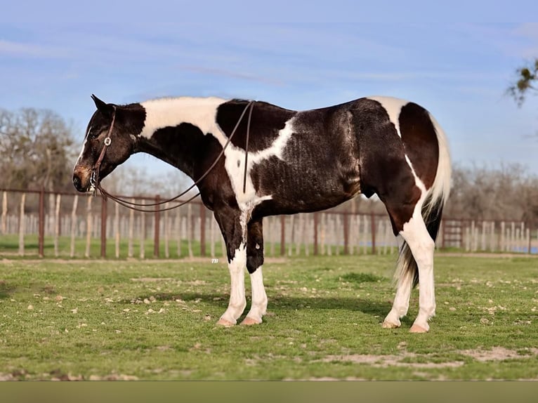 American Quarter Horse Castrone 8 Anni 155 cm Tobiano-tutti i colori in Weatherford TX