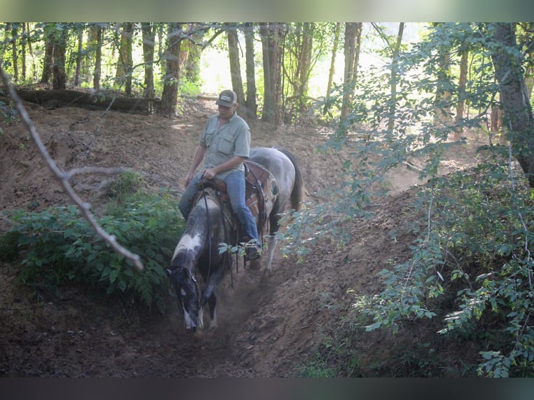 American Quarter Horse Castrone 8 Anni 155 cm Tobiano-tutti i colori in Rusk TX