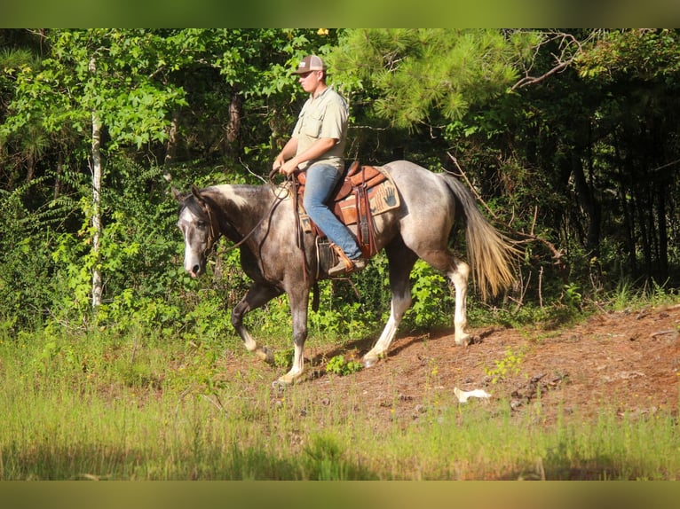 American Quarter Horse Castrone 8 Anni 155 cm Tobiano-tutti i colori in Rusk TX