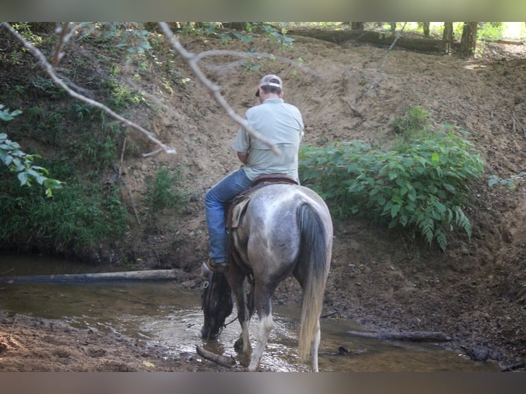 American Quarter Horse Castrone 8 Anni 155 cm Tobiano-tutti i colori in Rusk TX