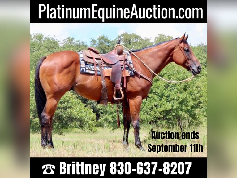 American Quarter Horse Castrone 8 Anni 157 cm Baio ciliegia in Pilot point TX