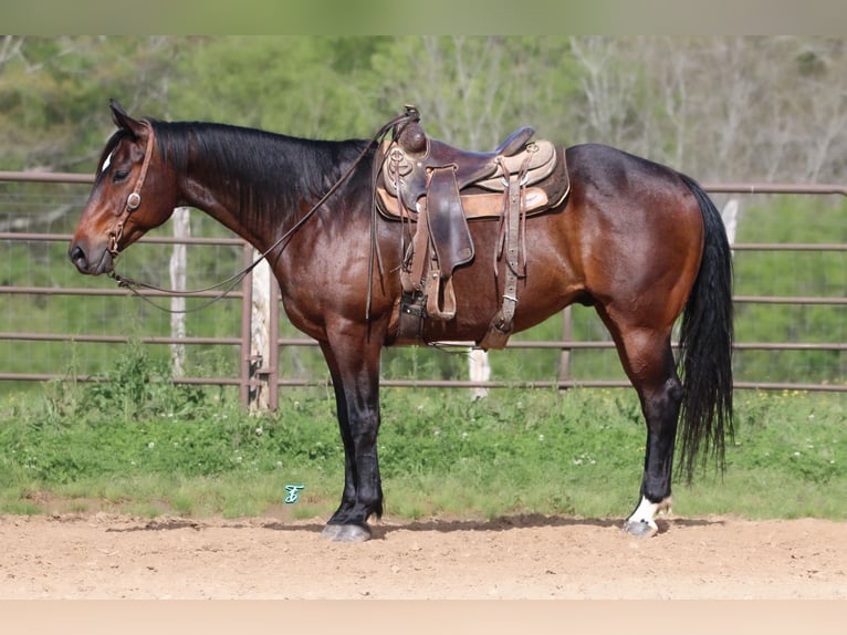 American Quarter Horse Castrone 8 Anni 157 cm Baio ciliegia in CARTHAGE, TX