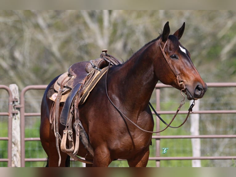 American Quarter Horse Castrone 8 Anni 157 cm Baio ciliegia in CARTHAGE, TX