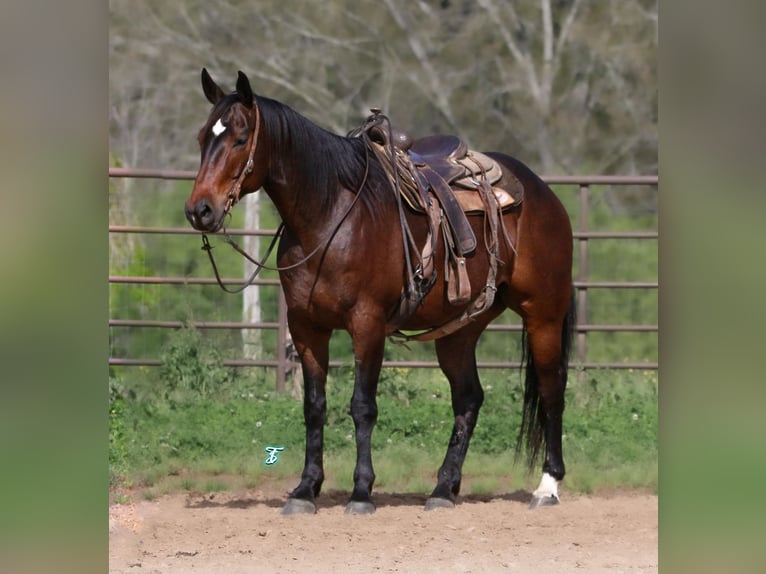 American Quarter Horse Castrone 8 Anni 157 cm Baio ciliegia in CARTHAGE, TX