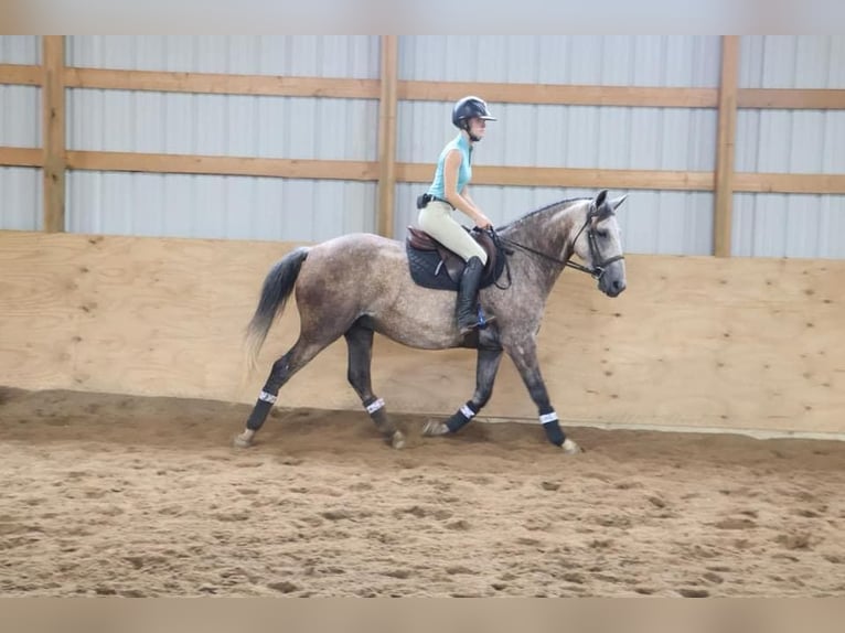 American Quarter Horse Castrone 8 Anni 157 cm Grigio in Howell, MI