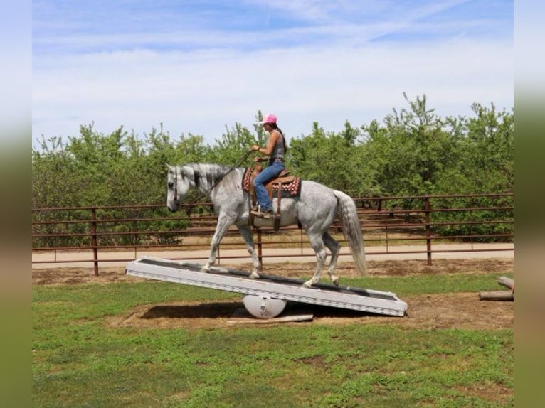 American Quarter Horse Castrone 8 Anni 157 cm Grigio in Pleasant Grove CA