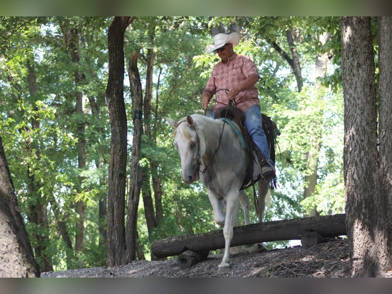American Quarter Horse Castrone 8 Anni 157 cm Grigio in Charleston