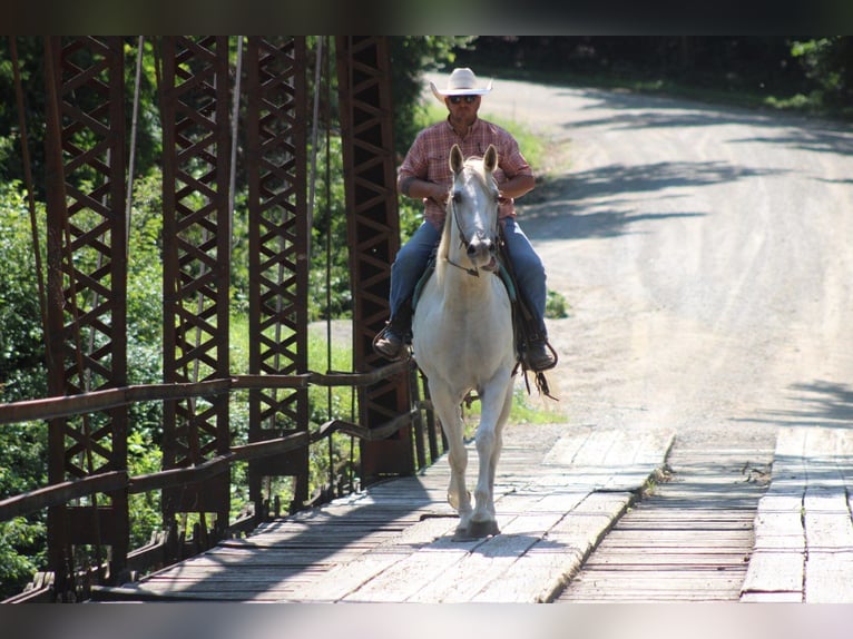 American Quarter Horse Castrone 8 Anni 157 cm Grigio in Charleston