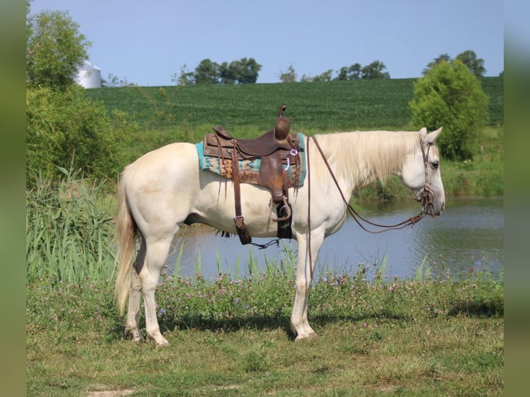 American Quarter Horse Castrone 8 Anni 157 cm Grigio in Charleston