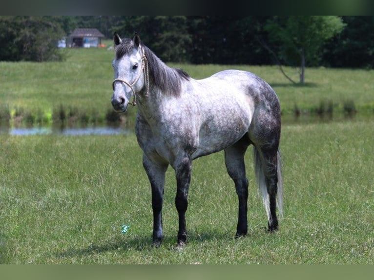 American Quarter Horse Castrone 8 Anni 157 cm Grigio pezzato in Carthage TX