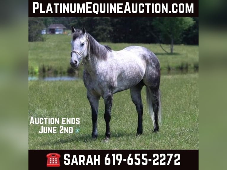 American Quarter Horse Castrone 8 Anni 157 cm Grigio pezzato in Carthage TX