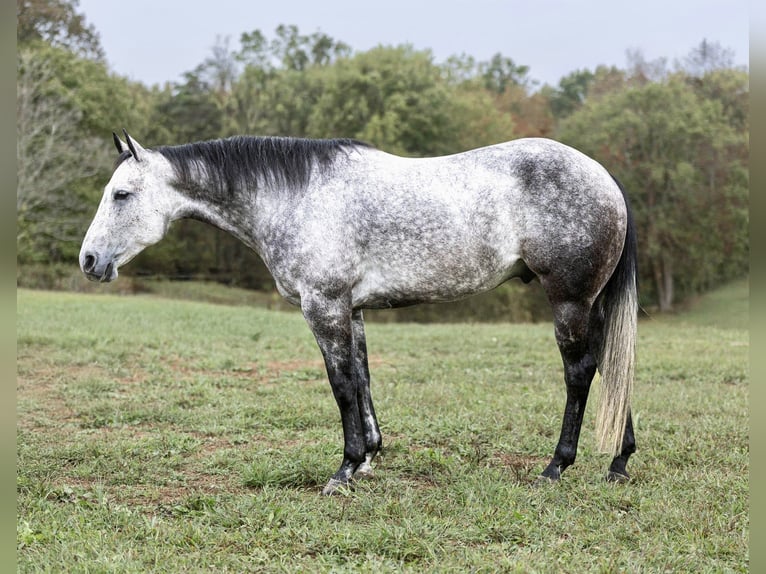 American Quarter Horse Castrone 8 Anni 157 cm Grigio in Auburn