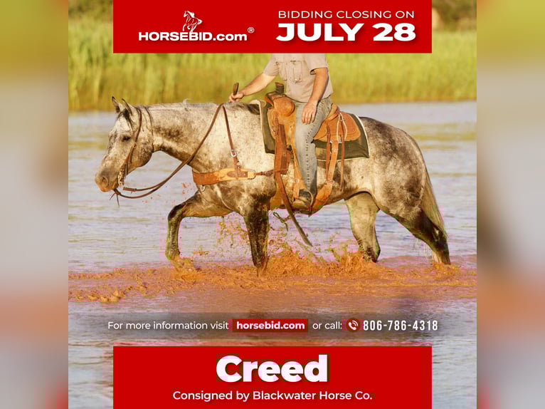 American Quarter Horse Castrone 8 Anni 157 cm Grigio in Canyon, TX