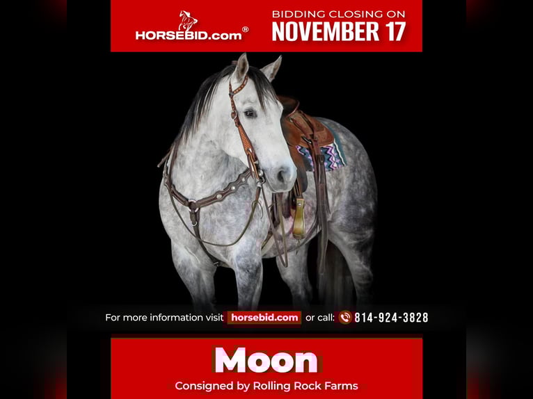 American Quarter Horse Castrone 8 Anni 157 cm Grigio in Clarion