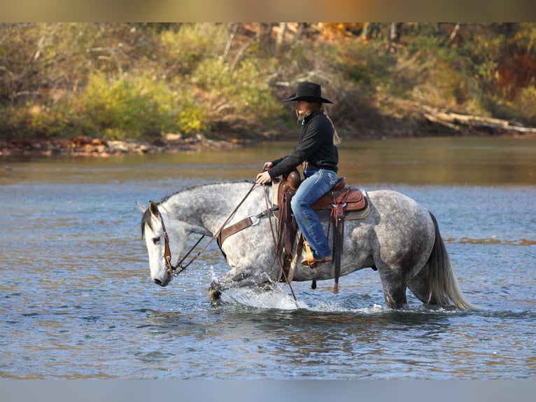 American Quarter Horse Castrone 8 Anni 157 cm Grigio in Clarion