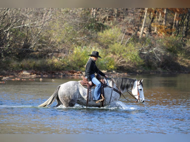 American Quarter Horse Castrone 8 Anni 157 cm Grigio in Clarion