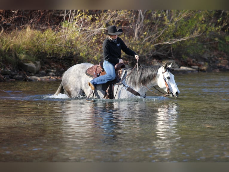 American Quarter Horse Castrone 8 Anni 157 cm Grigio in Clarion