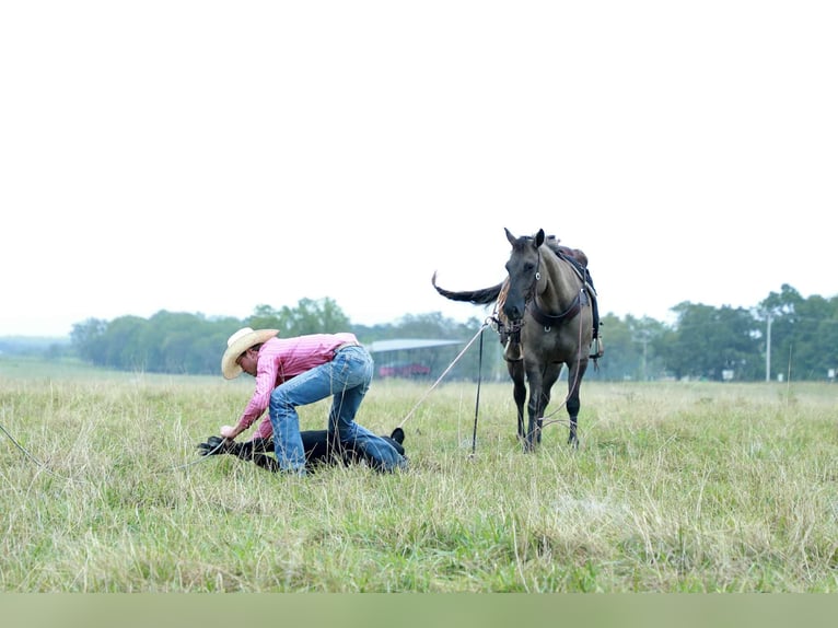American Quarter Horse Castrone 8 Anni 157 cm Grullo in Mount Vernon