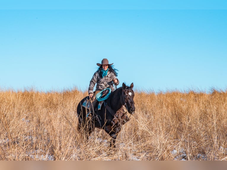 American Quarter Horse Castrone 8 Anni 157 cm Morello in Glenwood